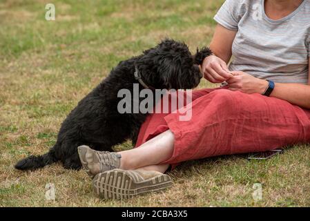 Hampshire, Angleterre, Royaume-Uni. 2020. Un jeune chien de race Borderpoo a reçu un régal pendant l'entraînement. Espèces croisées entre le terrier de la frontière et un coolé. Banque D'Images