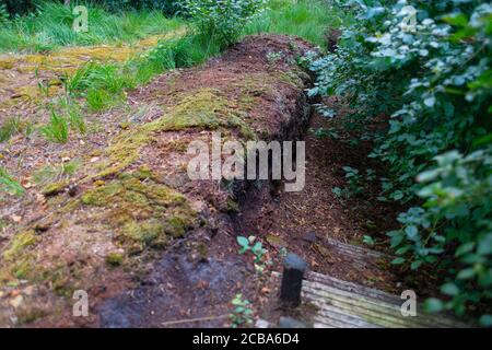 un chemin dans la lande mène le long de quelques taches étroites avec des planches et des bordures le matin Banque D'Images