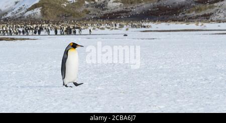 Lonely King Penguin (Aptenodytes patagonicus) marchant sur la plaine de Salisbury, île de Géorgie du Sud, Antarctique Banque D'Images