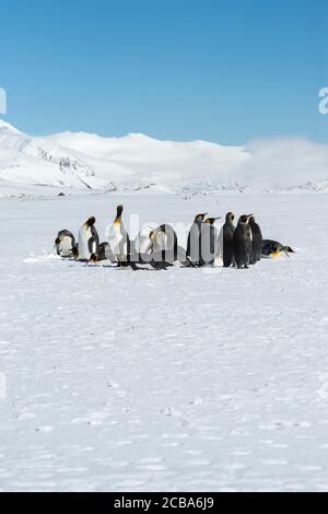 Le groupe des manchots du roi (Aptenodytes patagonicus) s'est rassemblé en cercle sur la neige couverte de la plaine de Salisbury, île de Géorgie du Sud, Antarctique Banque D'Images