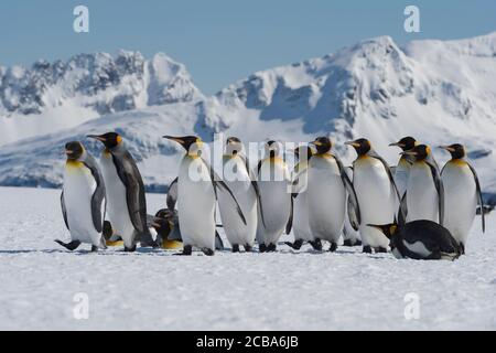 Le groupe des manchots du roi (Aptenodytes patagonicus) s'est rassemblé en cercle sur la neige couverte de la plaine de Salisbury, île de Géorgie du Sud, Antarctique Banque D'Images