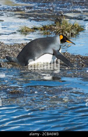 Manchot royal (Aptenodytes patagonicus) traversant un ruisseau, plaine de Salisbury, Géorgie du Sud, Antarctique Banque D'Images