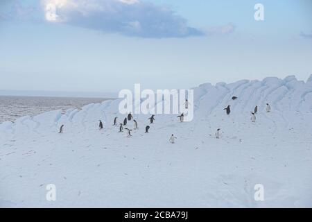 Penguins Gentoo (Pygoscelis papouasie) et pingouins Chinstrap (Pygoscelis antarcticus) sur un iceberg flottant, Cooper Bay, Géorgie du Sud, Géorgie du Sud et Banque D'Images