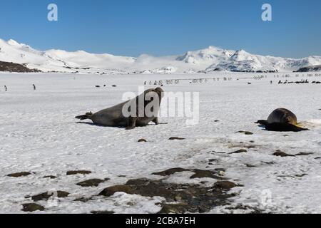 Phoque du Sud de l'éléphant (Mirounga leonina) qui court sur la neige vers une femelle et un pup, Salisbury Plains, South Georgia Island, Antarctique Banque D'Images