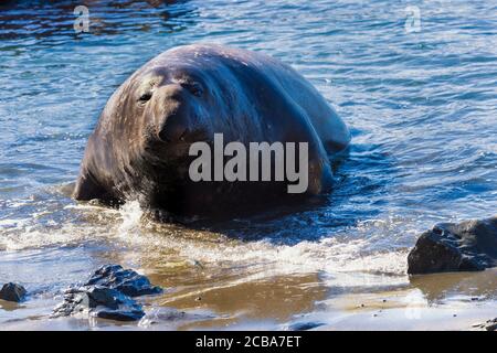 Phoque de l'éléphant du Sud (Mirounga leonina) mâle dans l'eau, baie d'Elsehul, île de Géorgie du Sud, Antarctique Banque D'Images