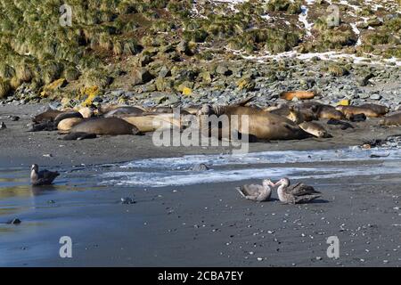 Phoques du Sud de l'éléphant (Mirounga leonina) et pétrels géants du Sud (Macronectes giganteus) sur la plage, baie d'Elsehul, île de Géorgie du Sud, Antarctique Banque D'Images