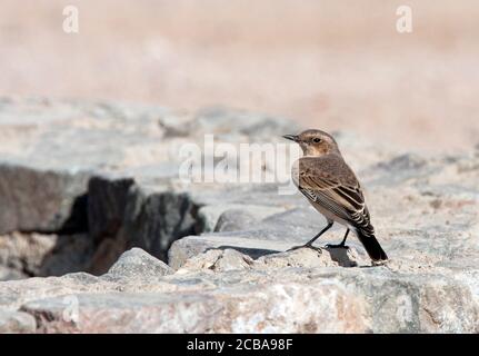 Petit-lait de l'est (Oenanthe hispanica melanoluca, Oenanthe melanoluca), femelle adulte durant la migration d'automne, Egypte, El Gouna Banque D'Images