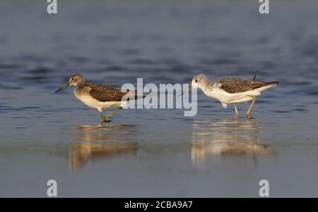 Trigans (Tringa nebaria), passage à gué dans des eaux peu profondes, premier âge d'été présumé (à droite) et oiseau juvénile (à gauche), Thaïlande Banque D'Images