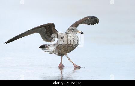 American Herring Gull (Larus smithsonianus), oiseau immature marchant avec des ailes étirées sur la plage, vue latérale, Etats-Unis, New Jersey Banque D'Images