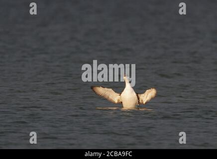 Plongeur à gorge noire (Gavia arctica), nageant oiseau de premier-été qui s'étend ses ailes, vue de face, Danemark Banque D'Images