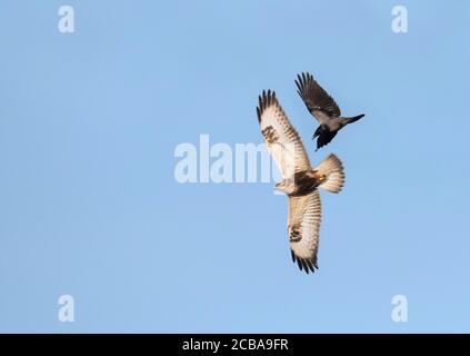 Buteo lagopus (Buteo lagopus), en vol attaché par un corbeau à capuchon, Worms-Eye View, Royaume-Uni, Écosse, îles Shetland Banque D'Images