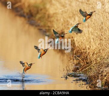 rivière kingfisher (Alcedo atthis), compilation d'un kingfisher de pêche, émergeant d'un ruisseau, Danemark Banque D'Images