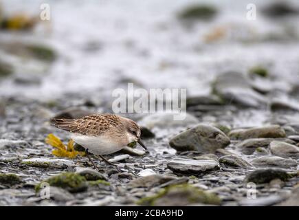 sempipalmaté (Calidris pusilla), Juvenile Smipalmaté Sandpiper (Calidris pusilla) en versant la pluie sur la plage le long, USA, Alaska, Kenai Peninsula Banque D'Images