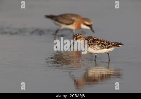 Pondeuses à bec large de l'est (Calidris falcinellus sibiricus, Limicola falcinellus sibirica), en plumage d'été, Pluvier de sable de Lesser en arrière-plan, Thaïlande, Khok Kham Banque D'Images