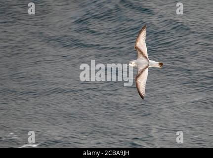 Le prion antarctique (Pachyptila desolata altera, Pachyptila altera), en vol au-dessus de l'océan, vie d'en haut, Nouvelle-Zélande, les Snares Banque D'Images