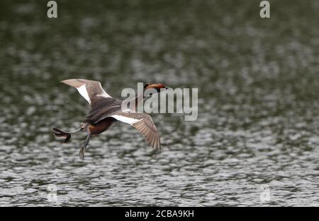 Grebe slavonien (Podiceps auritus), adulte dans le plumage de reproduction, qui s'envole de la lagune de couleur verte, Suède Banque D'Images