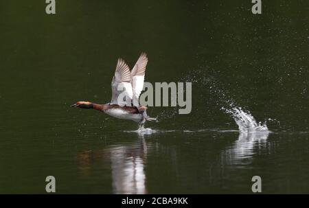 Grebe slavonien (Podiceps auritus), adulte dans le plumage de reproduction, qui s'envole de la lagune de couleur verte, Suède Banque D'Images