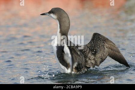 Plongeur à gorge noire (Gavia arctica), natation, étirant ses ailes, Danemark Banque D'Images