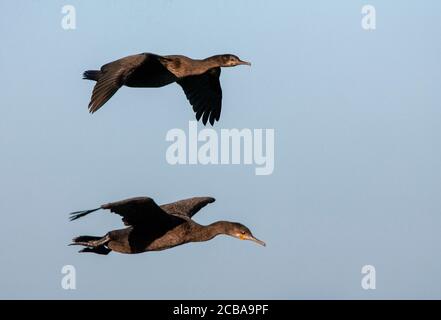 Cormorant de banque, Cormorant de Wahlberg (Phalacrocorax negectus), deux cormorans de banque en vol, Afrique du Sud, Cap occidental, Lamberts Bay Banque D'Images