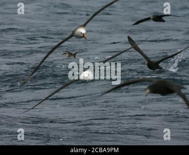 Timide Albatros, timide mollymawk (Thalassarche cista, Diomedea cista), immatures en vol au-dessus de l'océan Atlantique Sud entre d'autres oiseaux de mer, Tristan da Cunha Banque D'Images