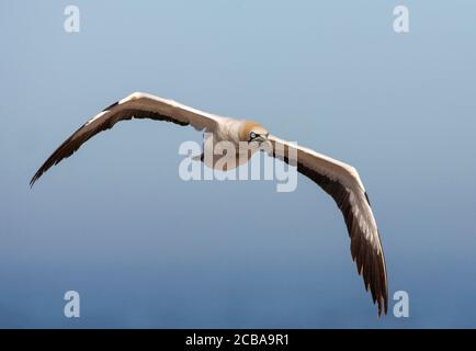 Cape gannet (Morus capensis), en vol, vue de face, Afrique du Sud, Cap occidental, baie Lamberts Banque D'Images