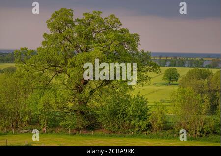 Chêne commun, chêne pédonculé, chêne anglais (Quercus robur. Quercus pedunculata), vieux chêne (sur un pâturage en bois) à une banque de haies près de Stoef, dans le fond du lac Behrensdorf et de la mer Baltique, Allemagne, Schleswig-Holstein, Ostholstein Banque D'Images