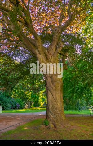 Hêtre cuivré (Fagus sylvatica var. Purpurea, Fagus sylvatica 'Atropunicea', Fagus sylvatica Atropunicea), vieux hêtre cuivré au cimetière de l'église chrétienne d'Ottensen, Allemagne, Schleswig-Holstein, Ottensen Banque D'Images