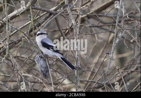 Grand merlu gris (Lanius excubitor), Premier hiver Grand merlu gris perché dans une brousse avec un pré pêché de la Vole, Danemark Banque D'Images