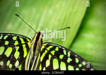 Beau papillon queue geai Graphium agamemnon, dans les forêts tropicales assis sur les feuilles vertes. La nature tropicale de forêt humide, papillon insecte macro Banque D'Images