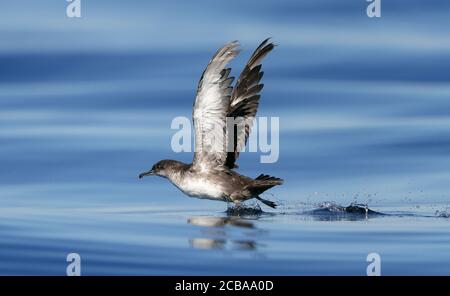 Mer des Baléares (Puffinus mauretanicus), en voie de disparition, Portugal, Algarve, Fuseta Banque D'Images