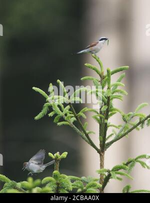 La crevette à dos rouge (Lanius collurio), mâle qui perche avec une proie dans le bec sur une épinette, femelle partant d'une branche, Danemark Banque D'Images