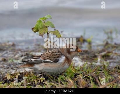 Coulis de neige islandais (Plectrophenax nivalis insulae, Plectrophenax insulae), première coulis de neige femelle d'hiver montrant son plumage foncé typique, pays-Bas, Deventer, Banque D'Images