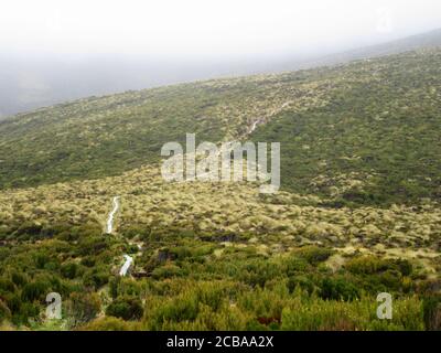 albatros royal (Diomedea epomophora), promenade jusqu'à la colonie de reproduction de l'albatros royal du Sud dans une zone plate dans les montagnes, homme fait pour traverser les terres fragiles et la végétation, Nouvelle-Zélande, Îles Campbell Banque D'Images