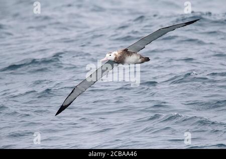 Albatros antipodéens (Diomedea antipodensis), survolant les îles Aucklands de l'océan Pacifique subantarctique de Nouvelle-Zélande Banque D'Images