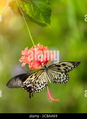 Papillon belle idée leuconoe Papier Kite, dans les forêts tropicales assis sur la fleur. La nature tropicale de forêt humide, papillon insecte macro photographie Banque D'Images