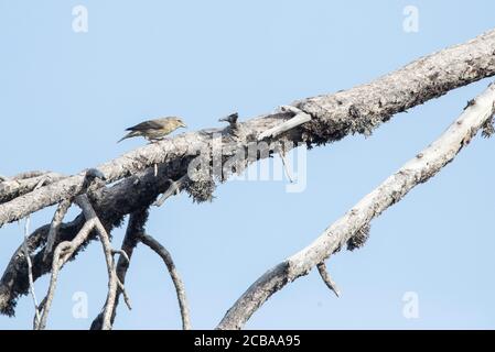 cyprus Wheatear (Oenanthe cypriaca), péchage immature sur une branche morte, vue latérale, Chypre Banque D'Images