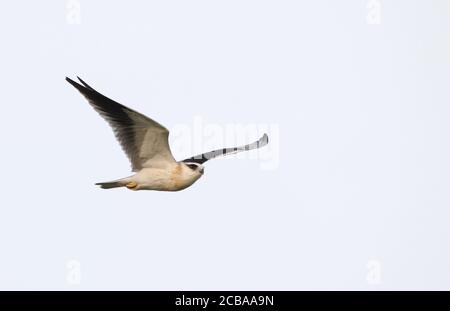 Cerf-volant à épaulettes noires (Elanus caeruleus vociferus, Elanus vociferus), immature en vol, Thaïlande, Petchaburi Banque D'Images