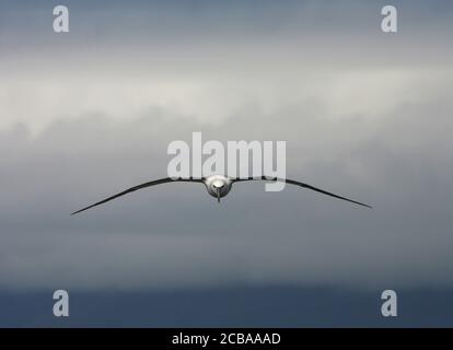 Timide Albatros, timide mollymawk (Thalassarche auta, Diomedea cista), immature en vol au-dessus de l'océan Atlantique Sud, vue de face, Tristan da Cunha Banque D'Images