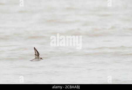 Pluvier de kentish (Charadrius alexandrinus), en vol au-dessus de la mer du Nord, vue latérale, pays-Bas, Hollande-Méridionale Banque D'Images