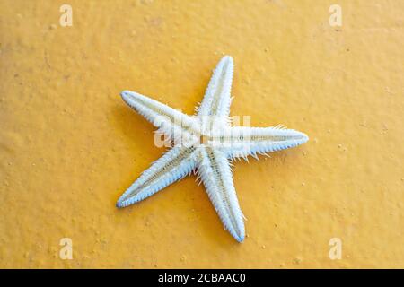 Gros plan sur fond orange. Mignonne d'étoiles de mer blanches. Banque D'Images