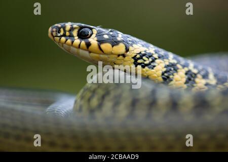 Serpent fouet européen, serpent fouet d'Europe occidentale, serpent fouet vert foncé (Coluber viridiflavus, Hierophis viridiflavus), portrait, vue latérale, France Banque D'Images