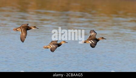 Garganey (Anas querquedula), femelle adulte volant entre un enfant et une éclipse mâle adulte, pays-Bas, Deventer Banque D'Images