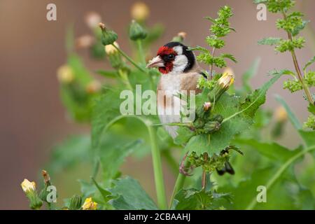 L'orfèvres eurasien (Carduelis carduelis), perches mangeant à une tige, Belgique Banque D'Images