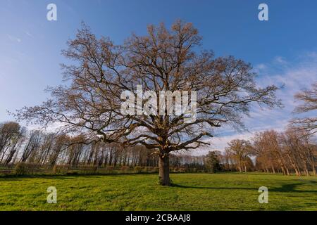 Chêne commun, chêne pédonculé, chêne anglais (Quercus robur. Quercus pedunculata), vieux chêne au printemps, Allemagne, Schleswig-Holstein, Gut Jersbek Banque D'Images