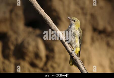 oriole d'or (Oriolus oriolus), Juvenile perché sur une branche verticale, Hongrie, Debrecen Banque D'Images