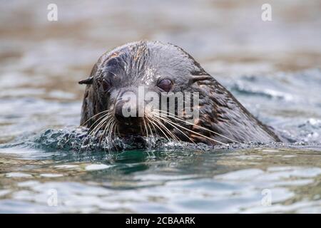 Phoque à fourrure de Nouvelle-Zélande (Arctocephalus forsteri), nageant le long de la rive, Nouvelle-Zélande, îles Chatham Banque D'Images