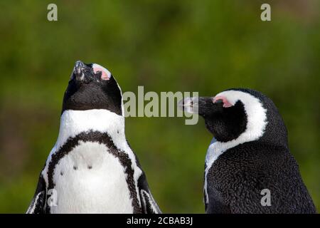 Pingouin de Jackass, pingouin africain, pingouin à pieds noirs (Spheniscus demersus), deux pingouins africains endormis sur la plage de Boulders, Afrique du Sud, Western Cape, ville de Simons, plage de Boulders Banque D'Images