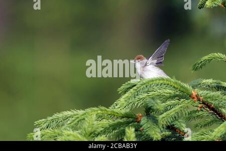 Black cap (Sylvia atricapilla), femelle partant d'un épicéa, vue latérale, Danemark Banque D'Images