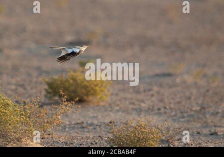 hoopoe lark, larme bifasciée (Alaemon alaudipes), volant bas au-dessus du sol aride, Émirats arabes Unis, Bab al Shams Banque D'Images