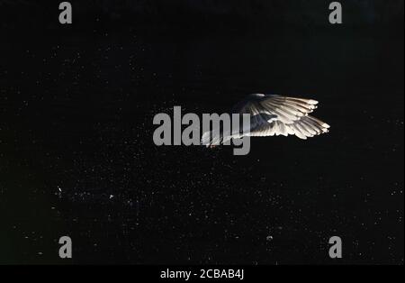 Goéland argenté (Larus argentatus, Larus argentatus argentatus), adulte avec un fort contre-jour, Norvège, Flacolère Banque D'Images